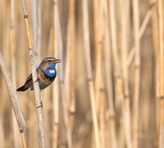 Blaukehlchen