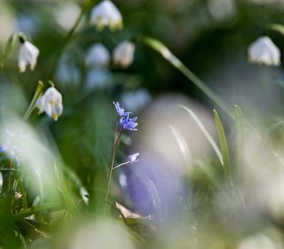 Frühling