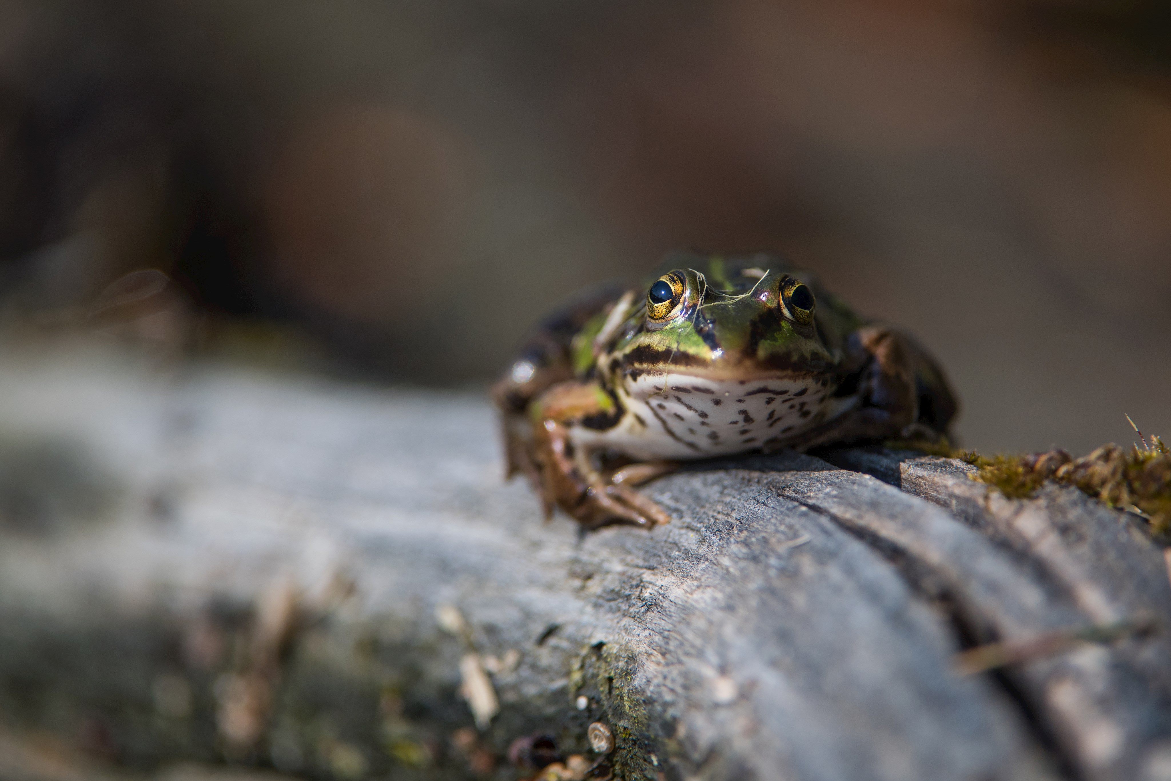 Was lebt in Teich und Aubach?