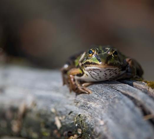 Teichfrosch