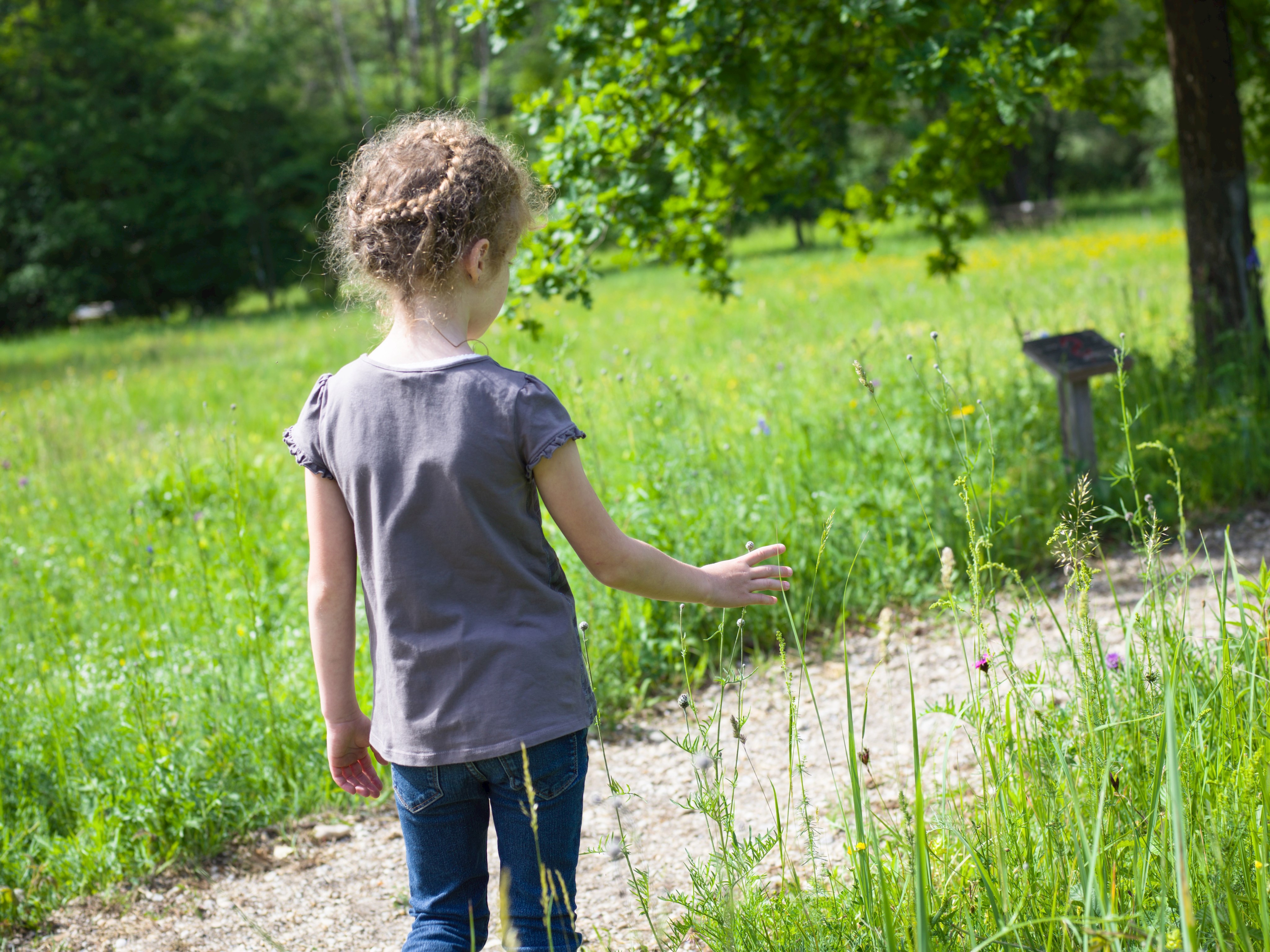 Lebensraum Wiese - was wächst und kriecht denn da?