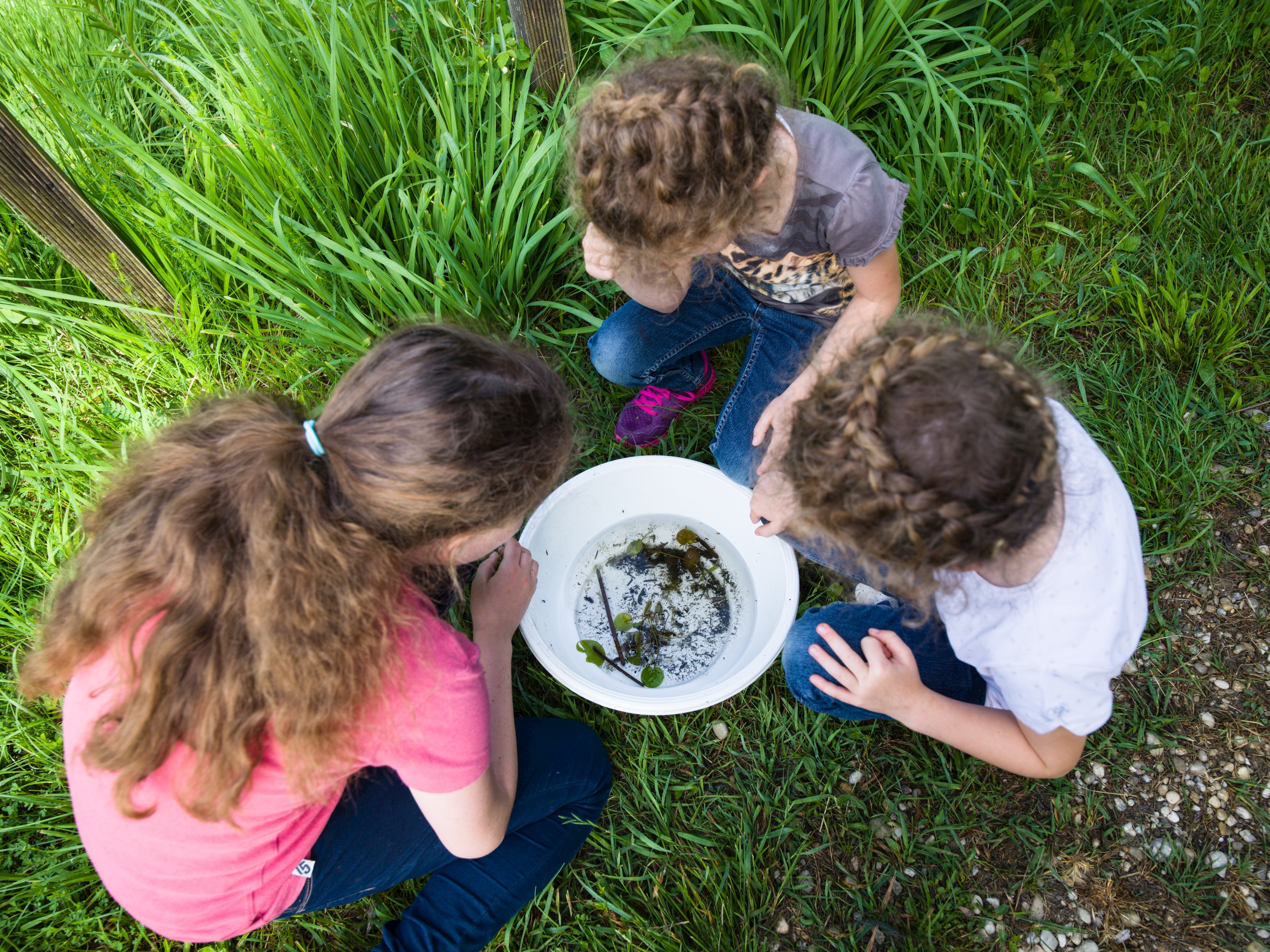 Lebensgemeinschaft Teich