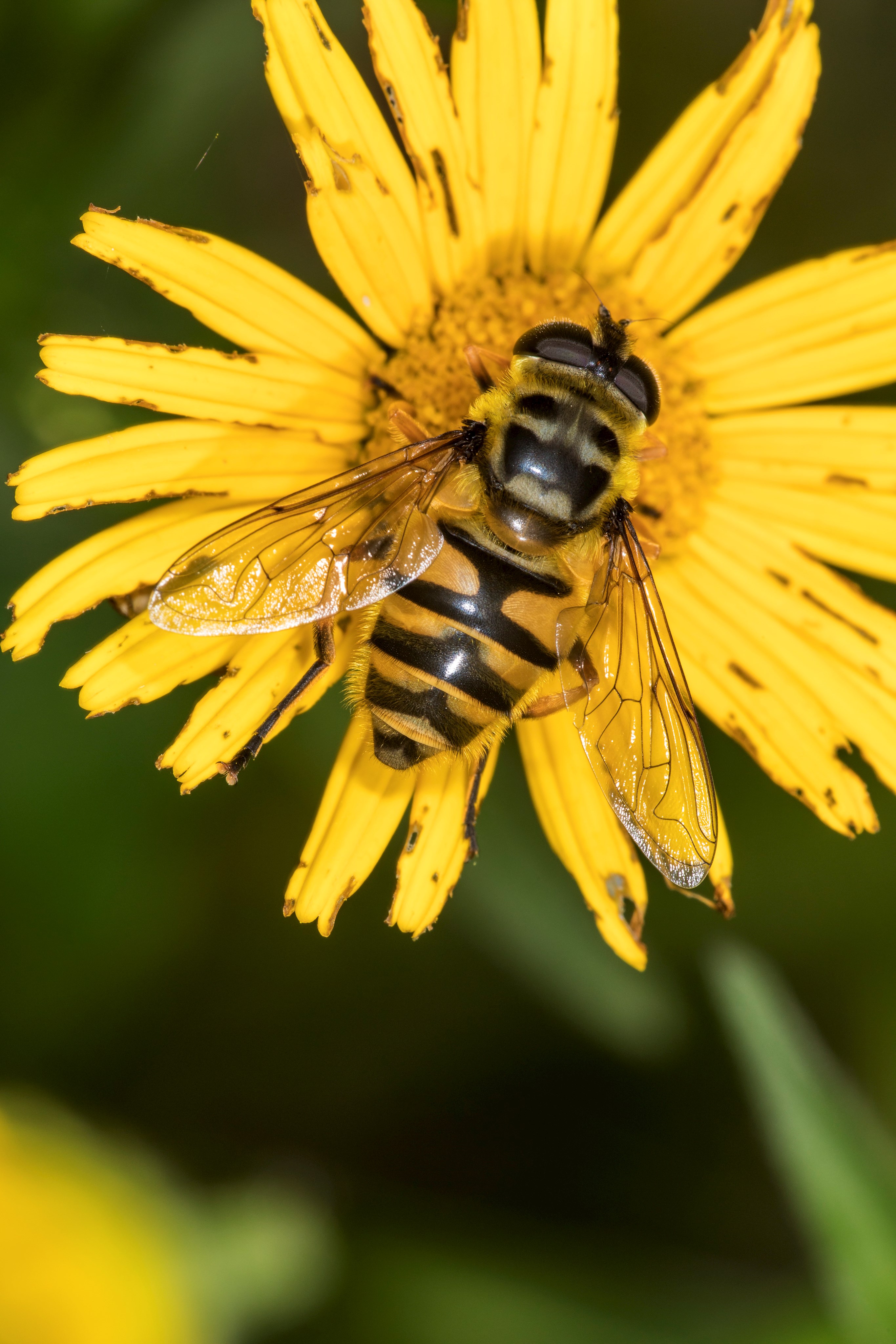 Totenkopfschwebfliege (Myathropa florea)