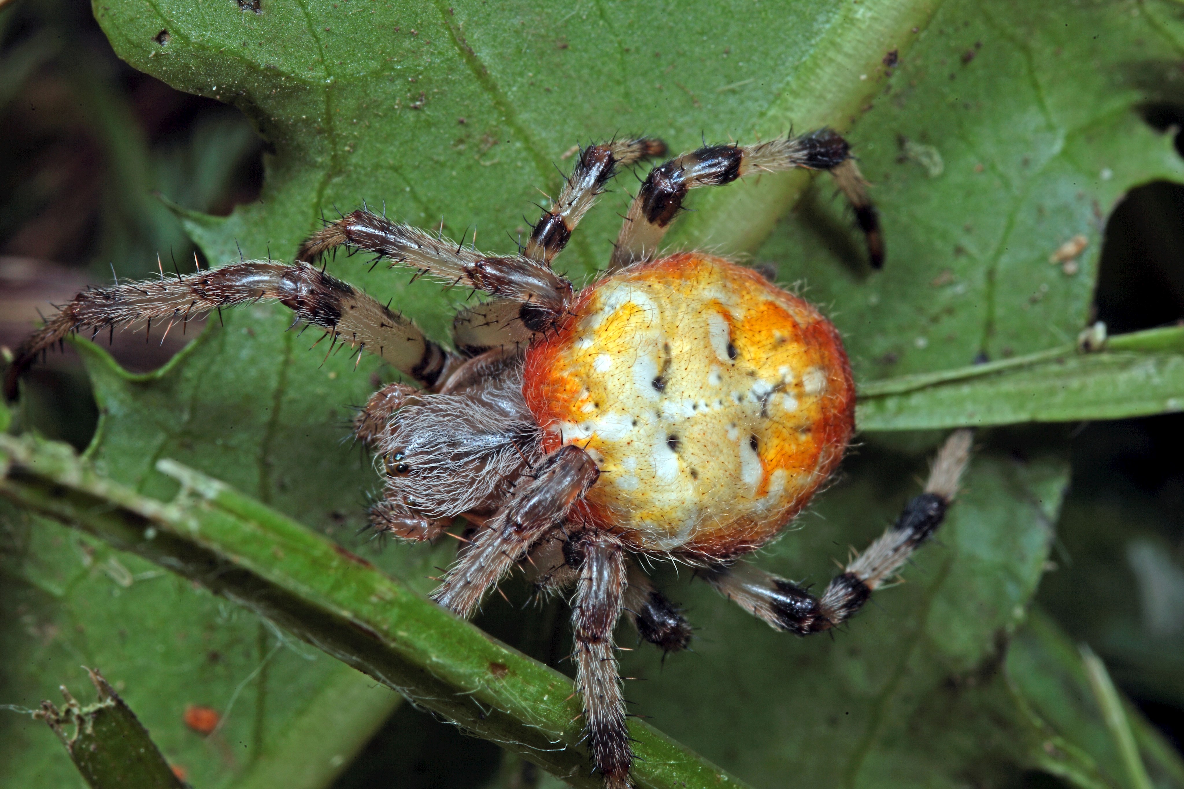 Vierfleckkreuzspinne (Araneus quadratus)