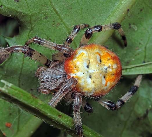 Vierfleckkreuzspinne (Araneus quadratus)