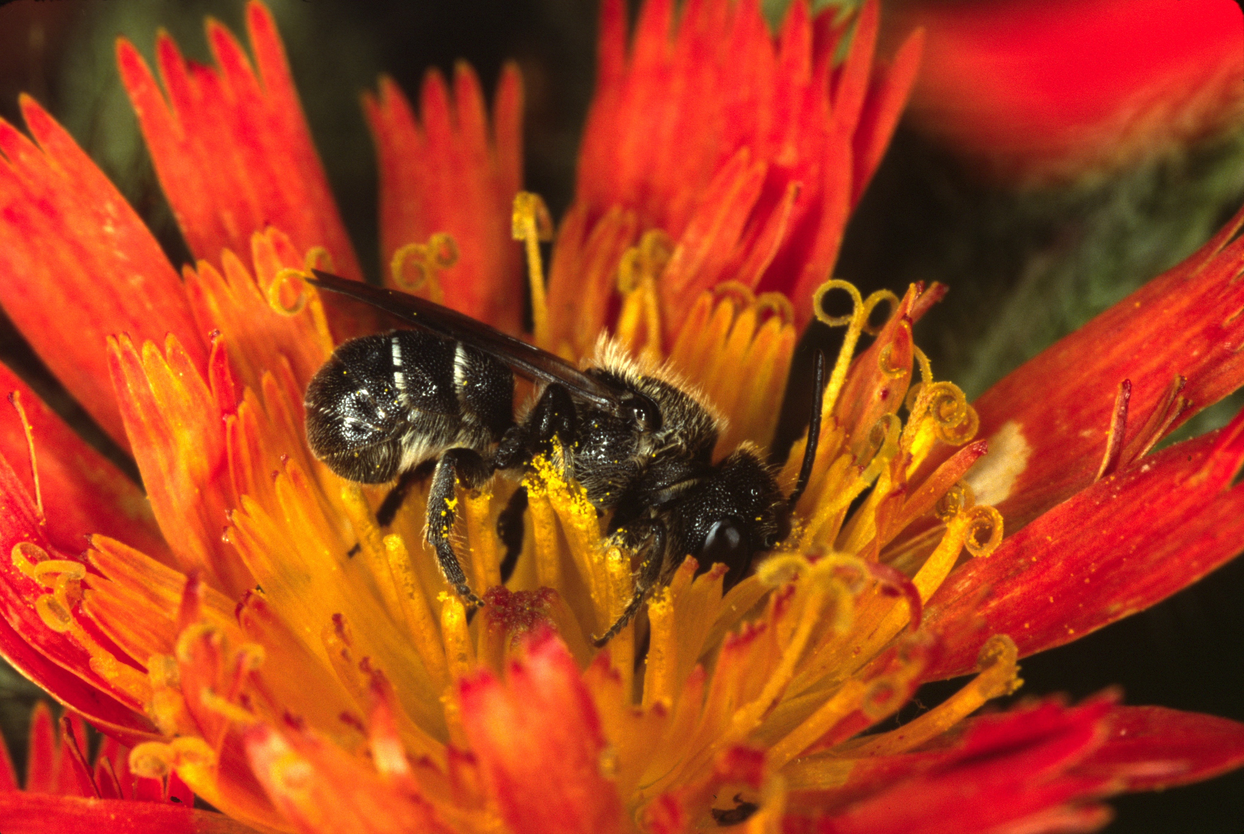 Blaugrüne Mauerbiene (Osmia caerulescens)