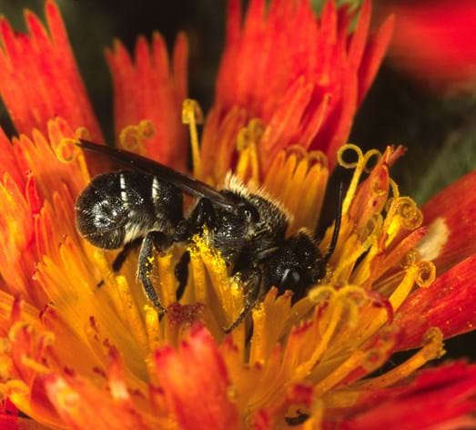 Blaugrüne Mauerbiene (Osmia caerulescens)
