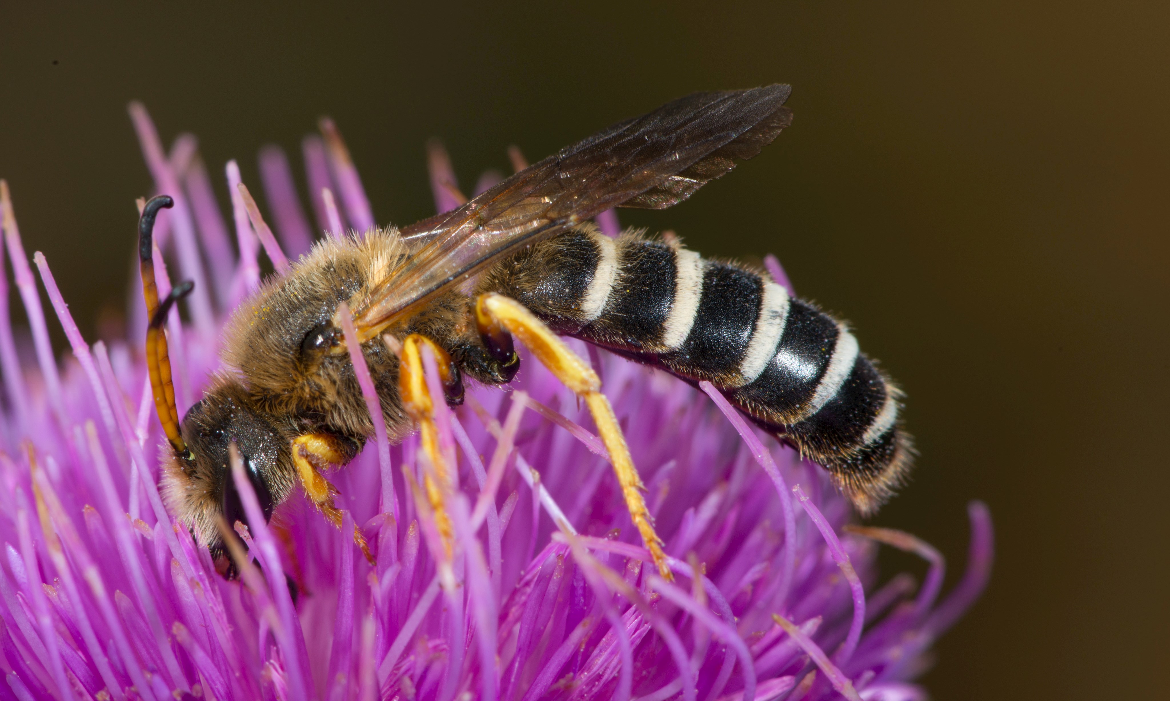 Gelbbinden-Furchenbiene (Halictus scabiosae)