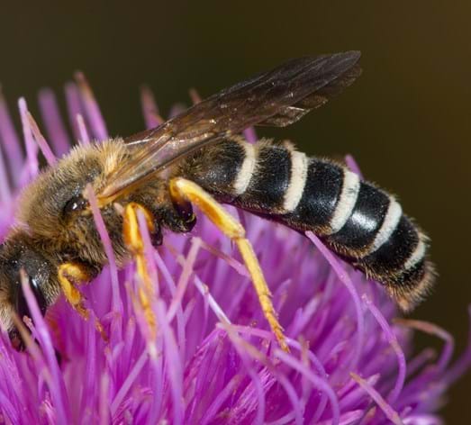 Gelbbinden-Furchenbiene (Halictus scabiosae)