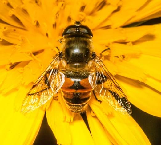Kleine Keilfleckschwebfliege (Eristalis arbustorum)