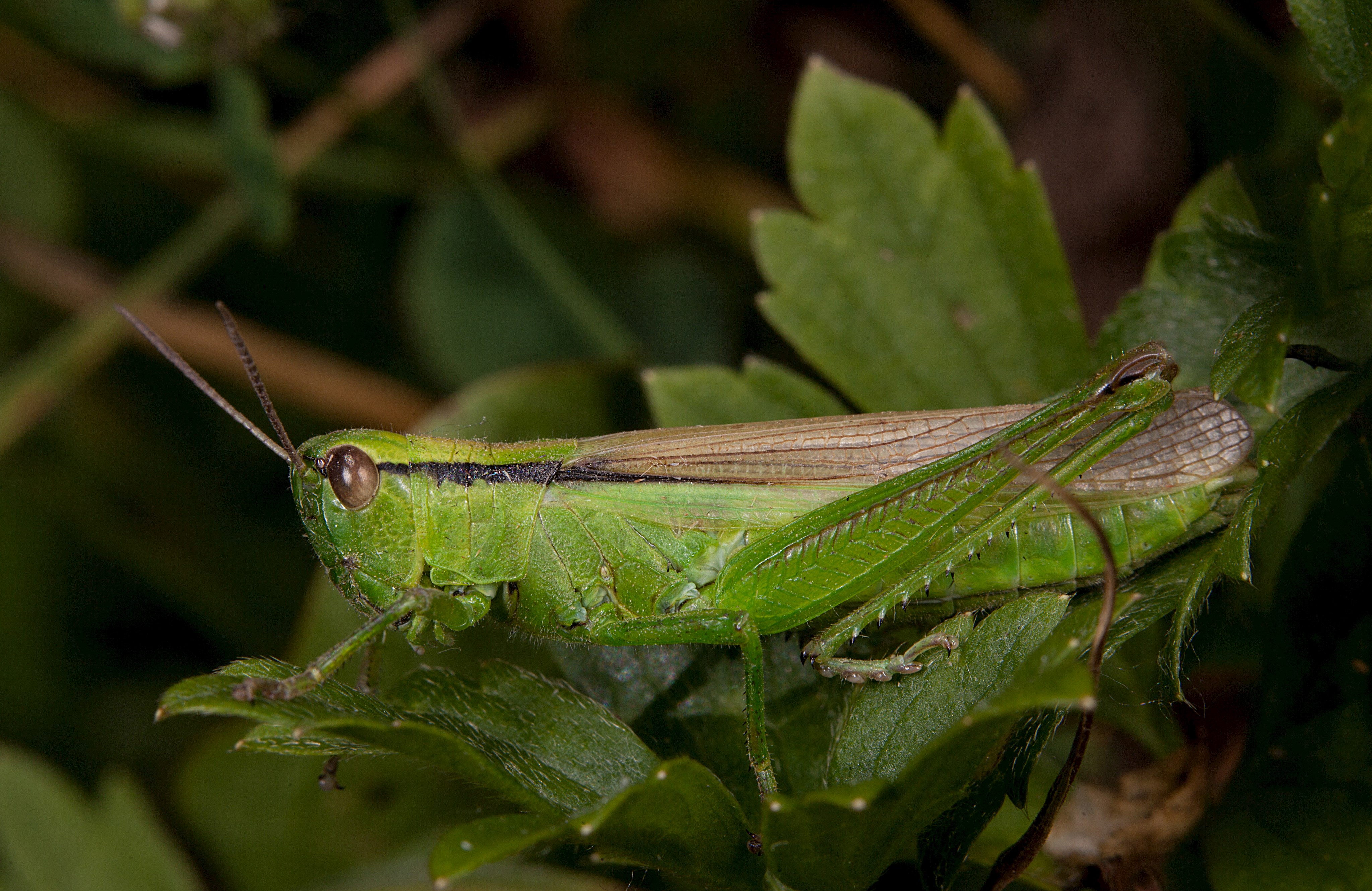 Lauchschrecke (Mecostethus parapleurus)