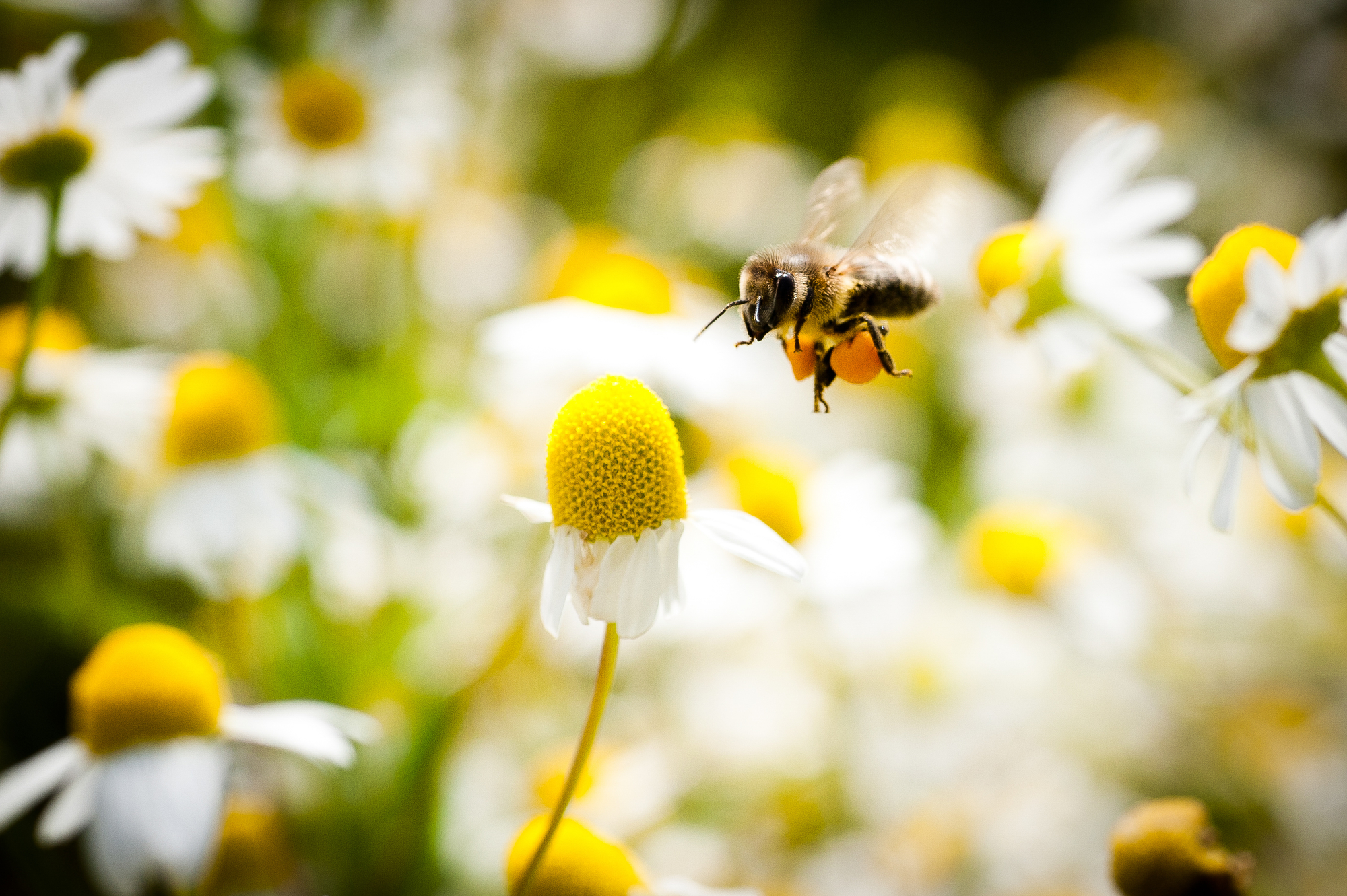 Wunderwelt der Bienen