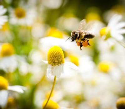 Wunderwelt der Bienen