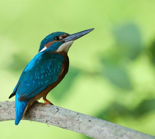 Eisvogel