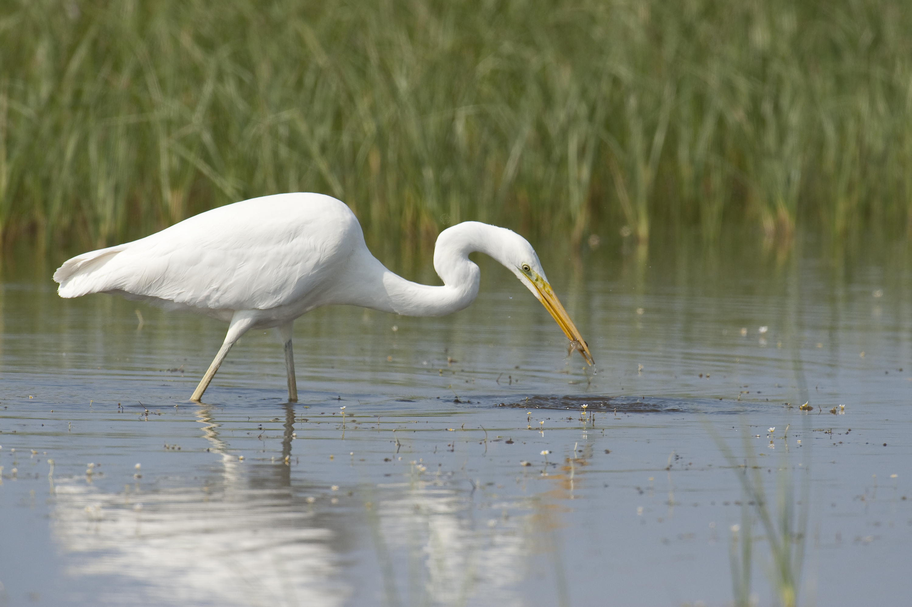 Wasservögel der Isarauen