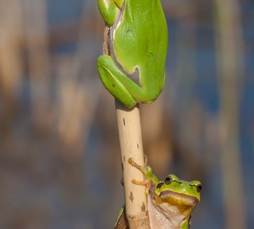 Laubfrosch
