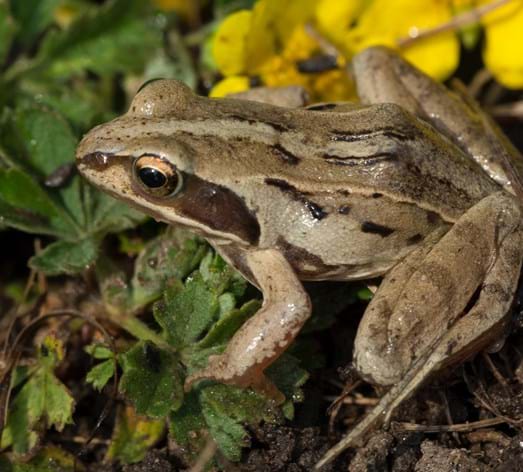 Moorfrosch