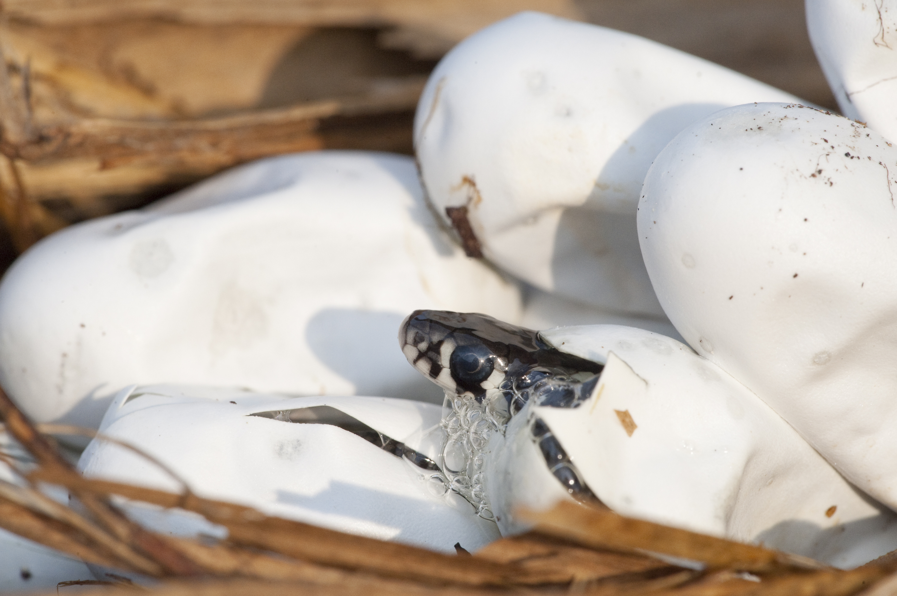 Ringelnatter schlüpft aus Ei