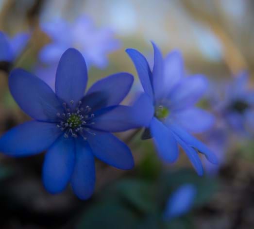 Leberblümchen