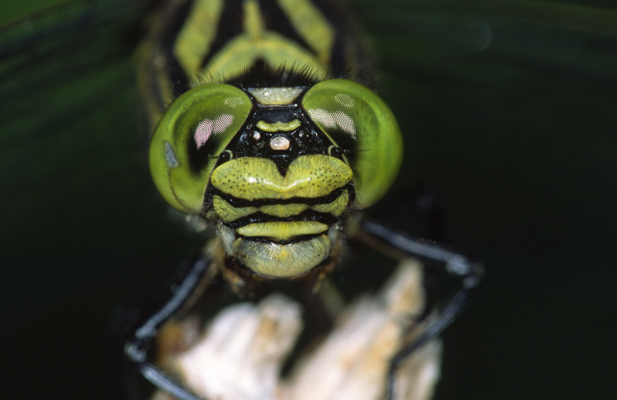 Kleine Zangenlibelle