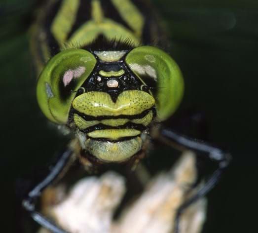 Kleine Zangenlibelle