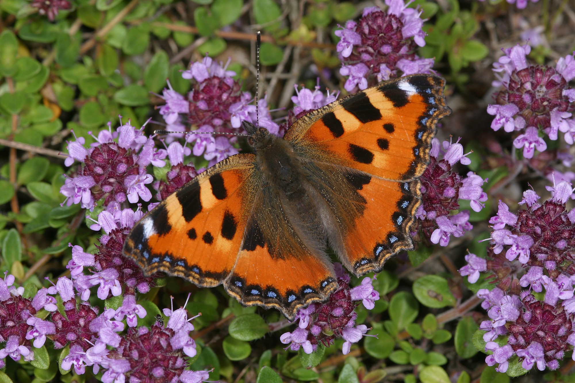 Insektenvielfalt erleben und erhalten