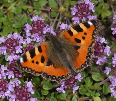 Insektenvielfalt erleben und erhalten