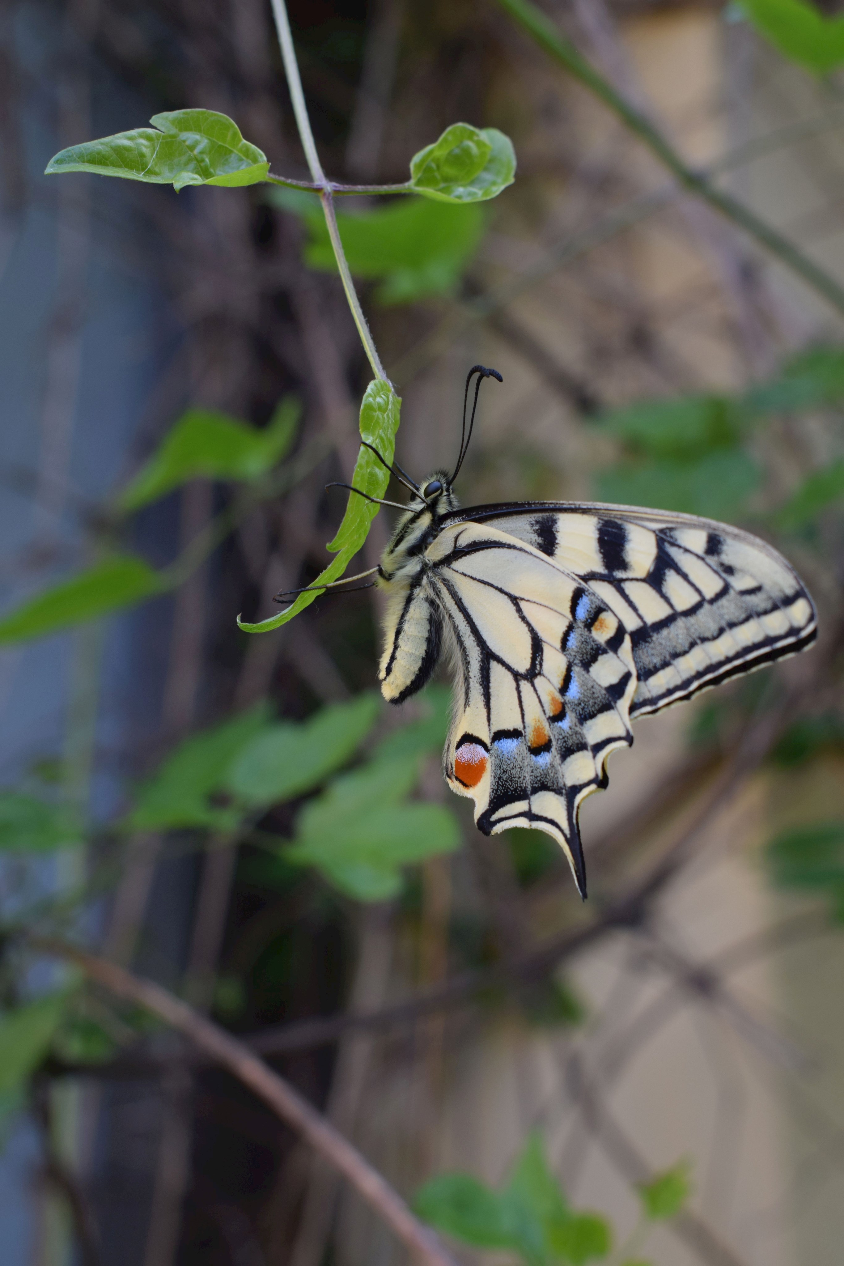 Schwalbenschwanz3 Terrarium Mai 2019.jpg