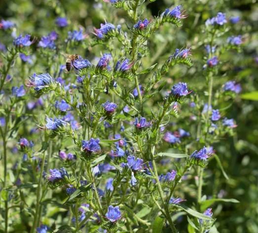 Blauer Natternkopf