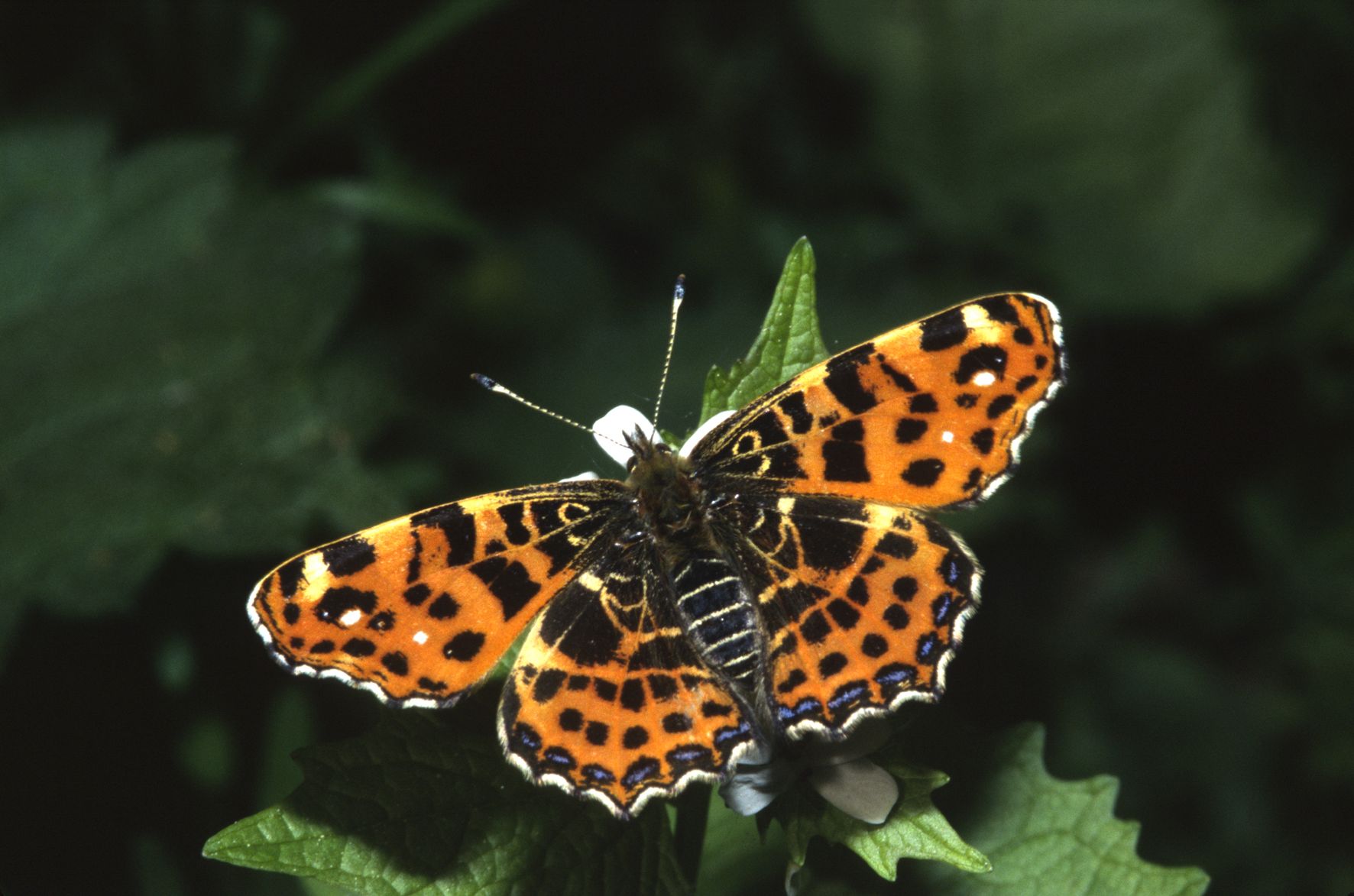 2021_07_03_Unsere Schmetterlinge_Landkärtchen 18 Foto W. Willner.jpg