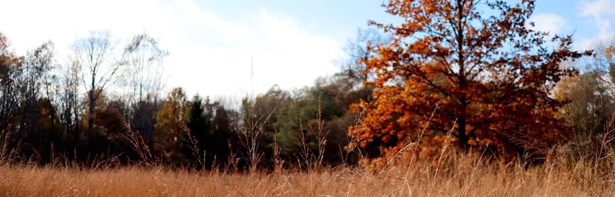 _MG_4315.JPG