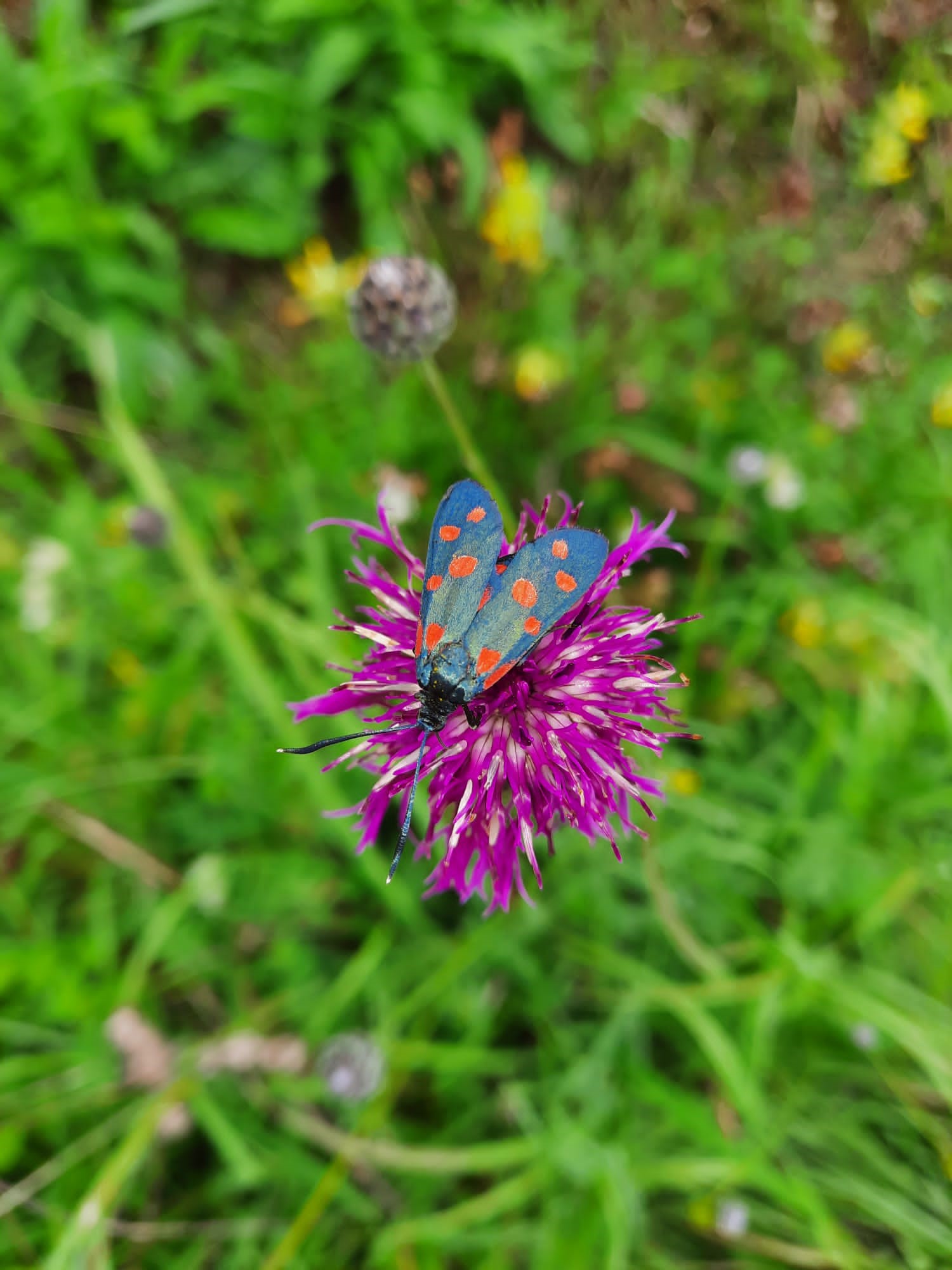 2022_09_22_Widderchen auf centaurea scabiosa_copyright Zarte.jpg