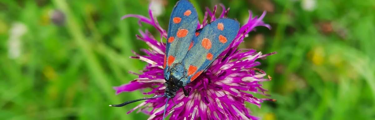 2022_09_22_Widderchen auf centaurea scabiosa_copyright Zarte.jpg