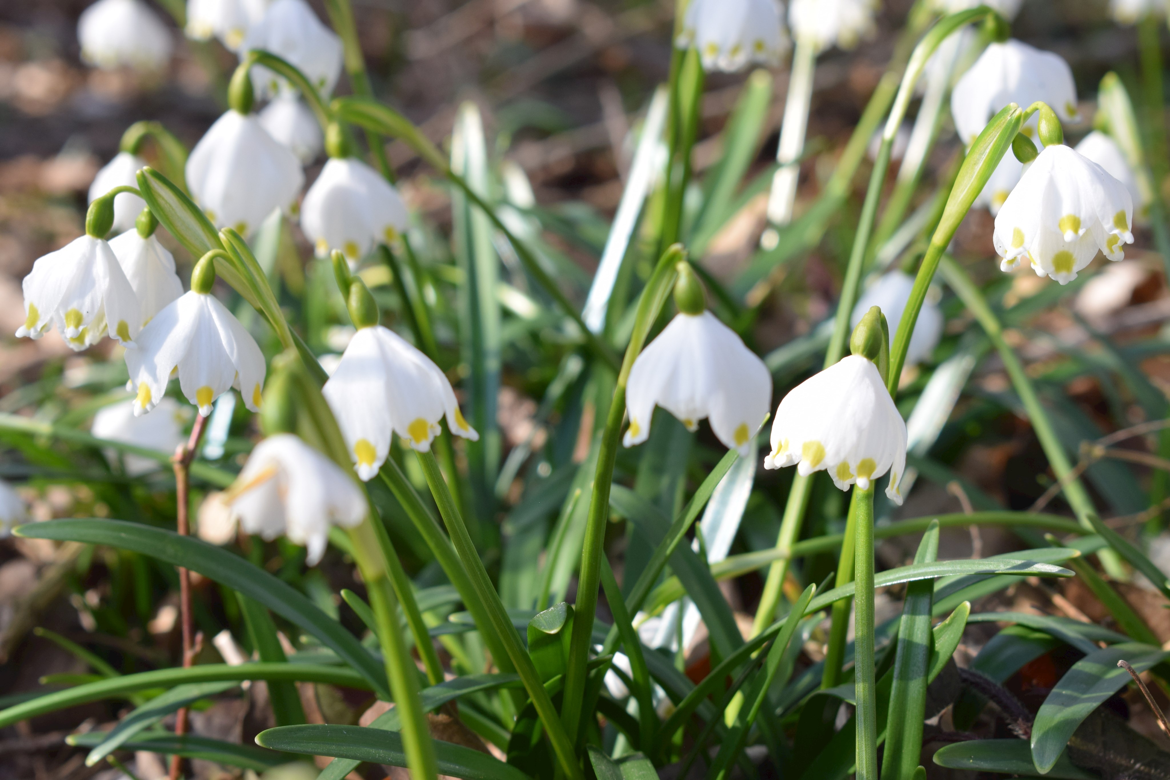 Maiglöckchen im Frühling3_FÖJ.jpg