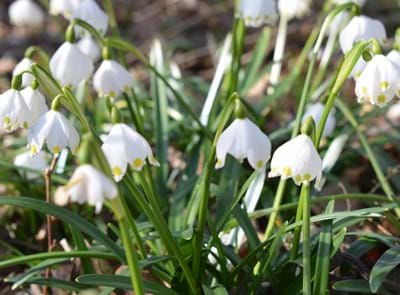 Maiglöckchen im Frühling3_FÖJ.jpg