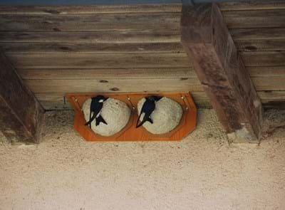 2023_05_05_Sylvia_Weber-Mehlschwalben.jpg