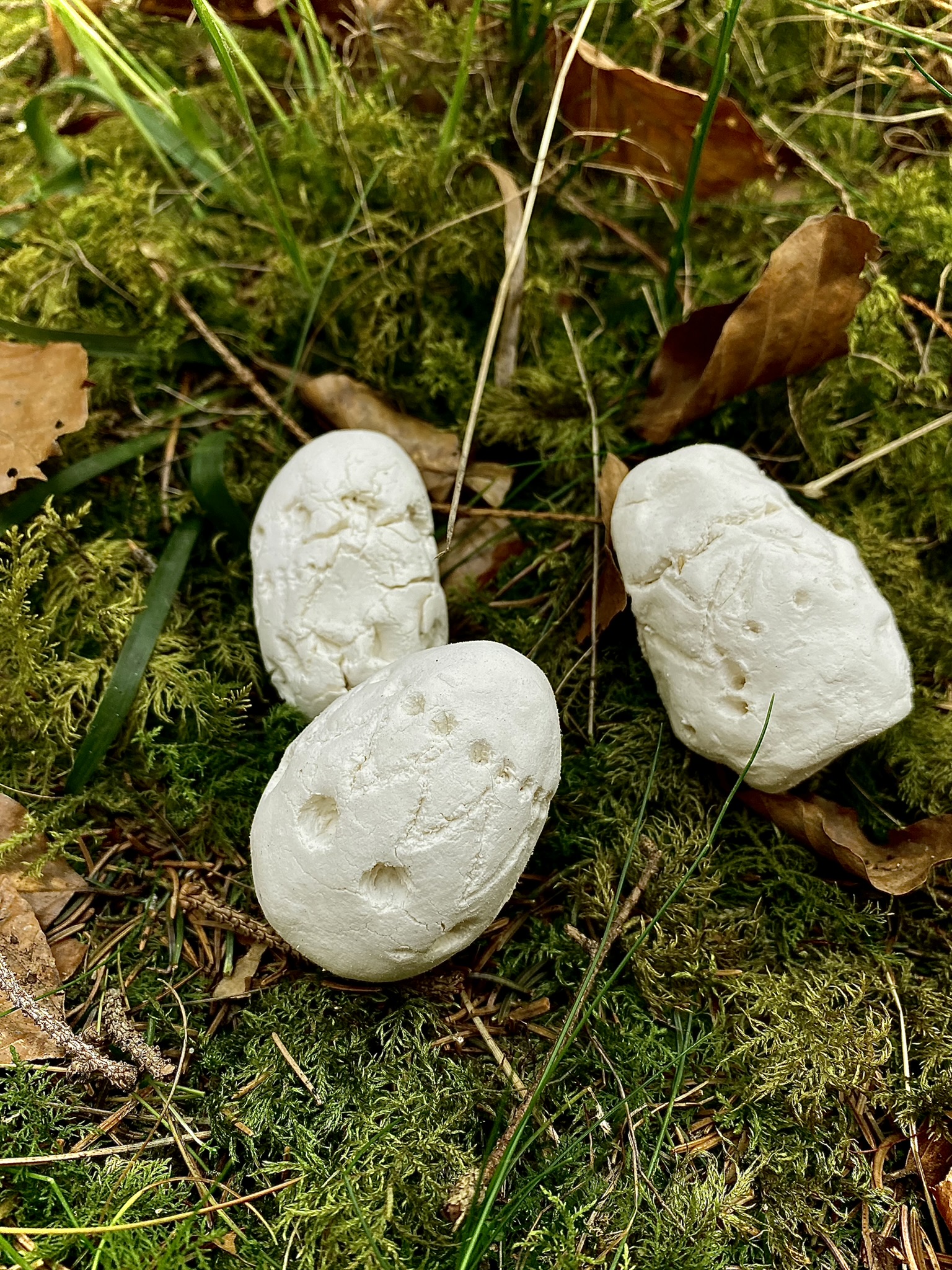 2024_03_27_Wie Tiere Ostern feiern_LenaKonofsky.JPEG