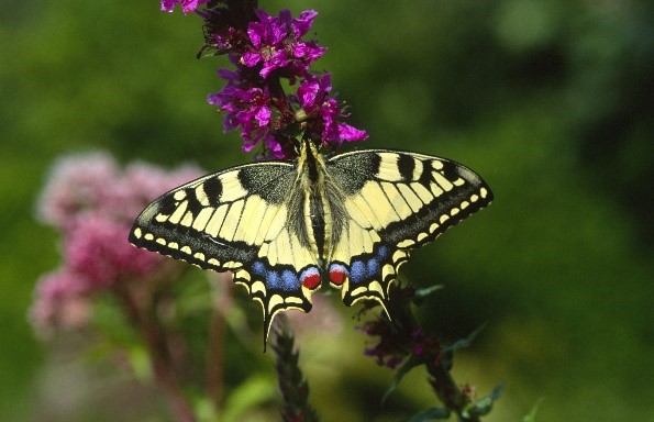 2024_6_22  Naturkundliche Wanderung_linksseitig_Landratsamt.jpg