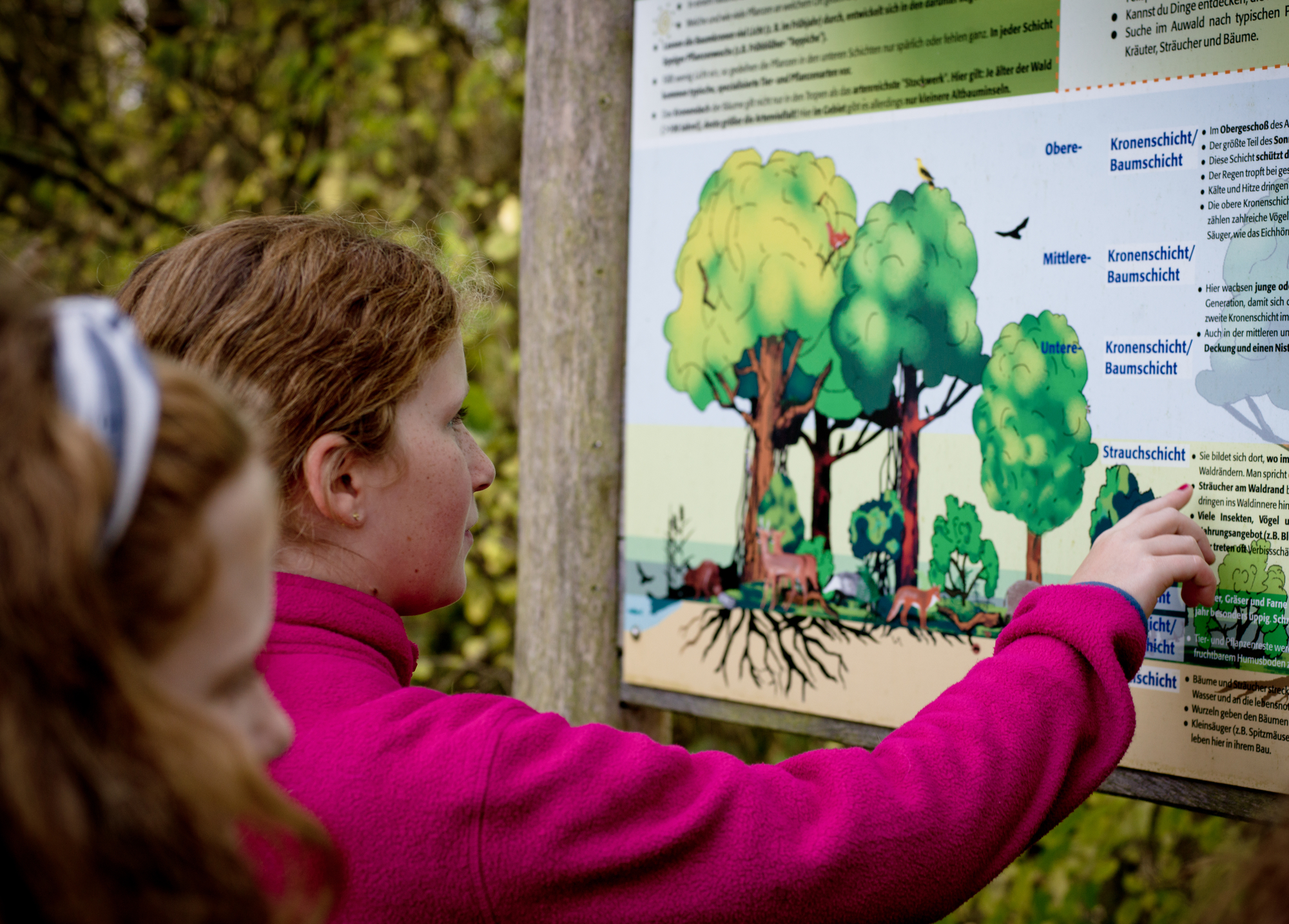Lebensraum Wald - Expedition in unsere heimischen Wälder