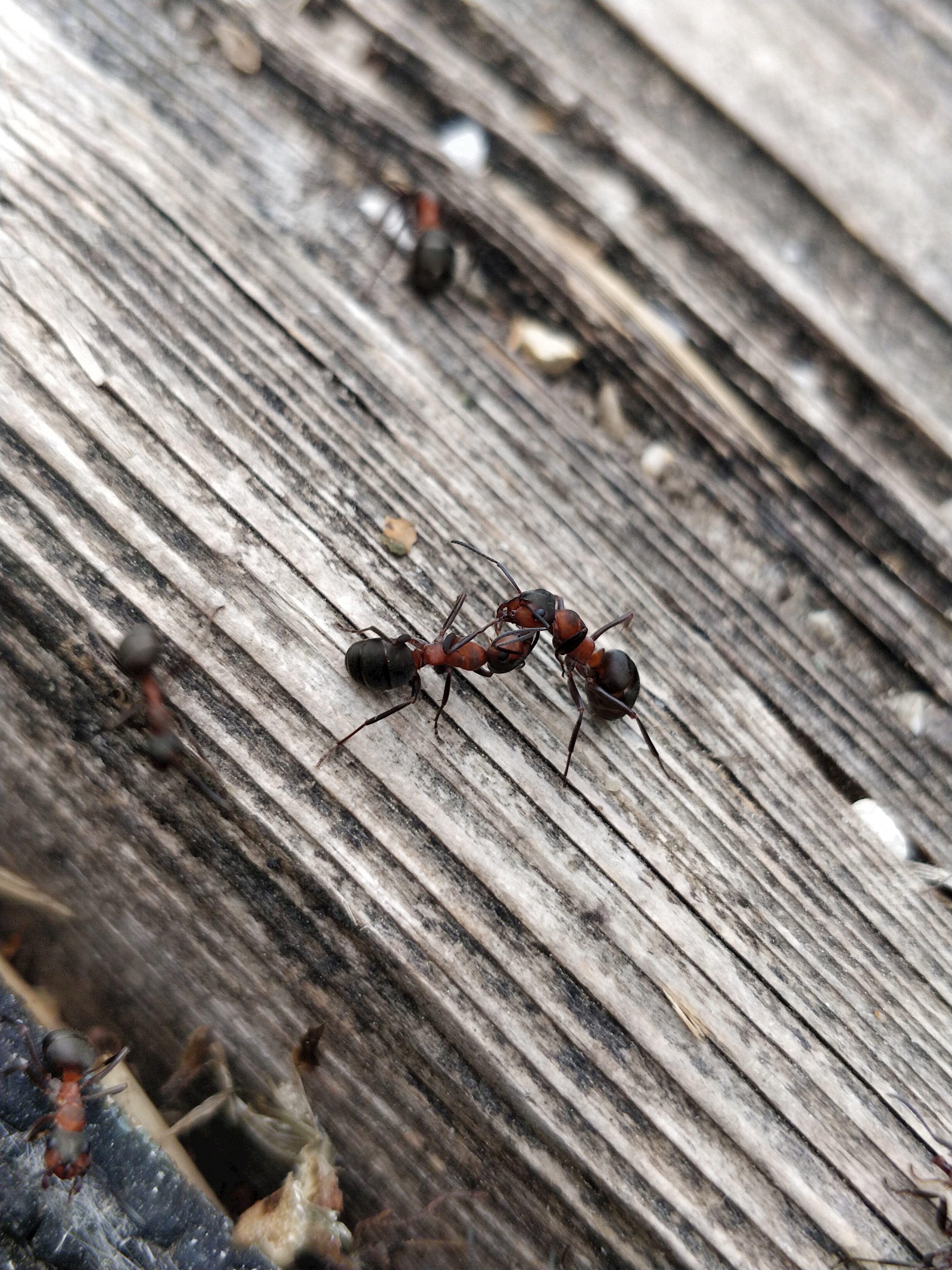 Biologische Vielfalt der Insekten