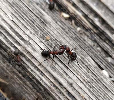 Biologische Vielfalt der Insekten