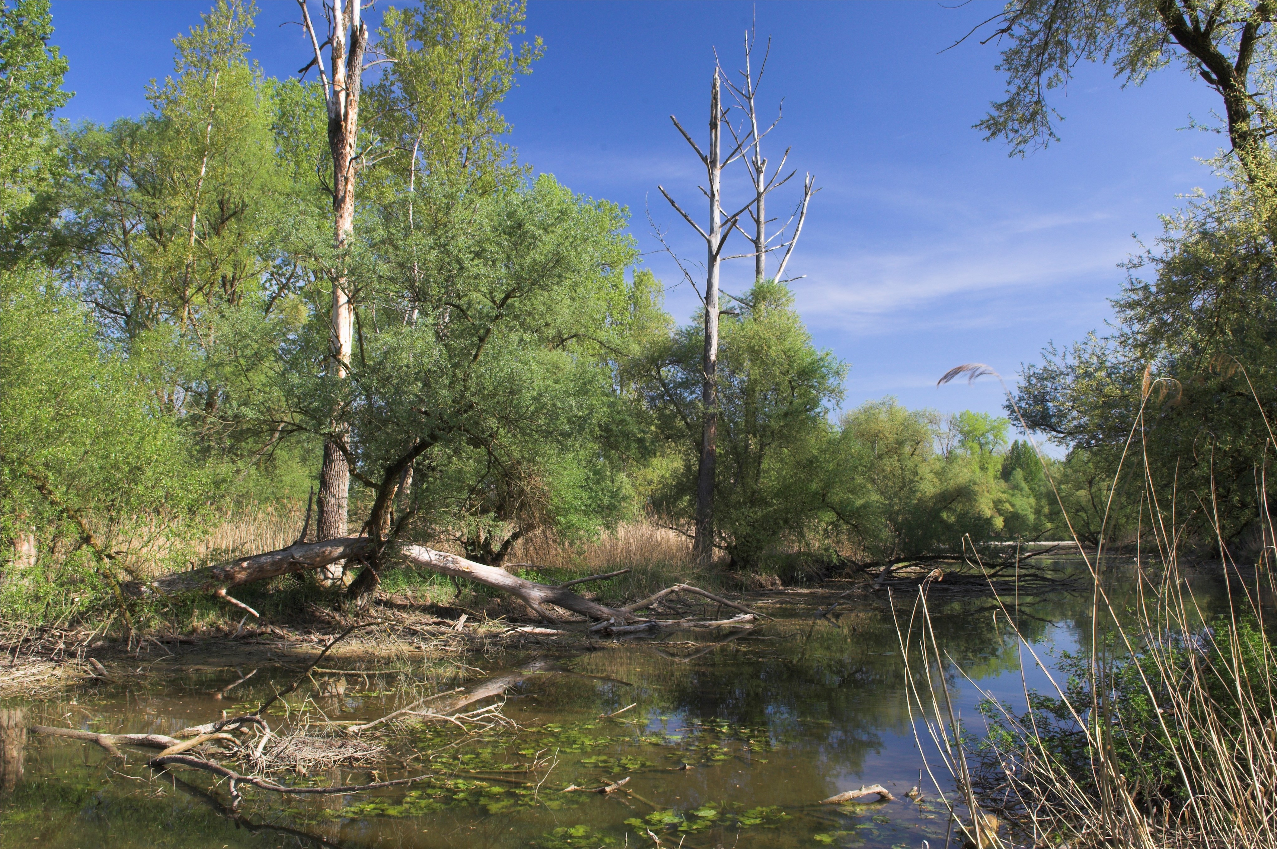Ökosystem Aue - Sensibles ökologisches Netzwerk