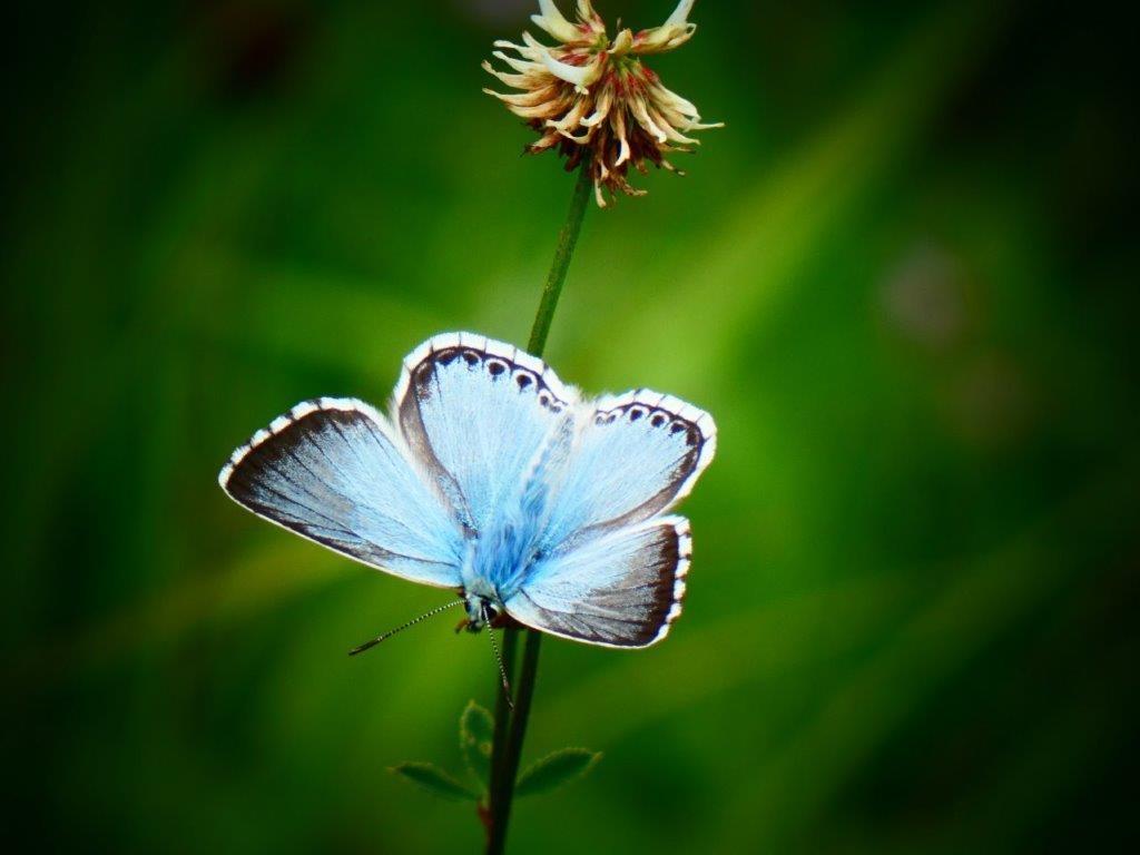 Insekten - Artenvielfalt entdecken