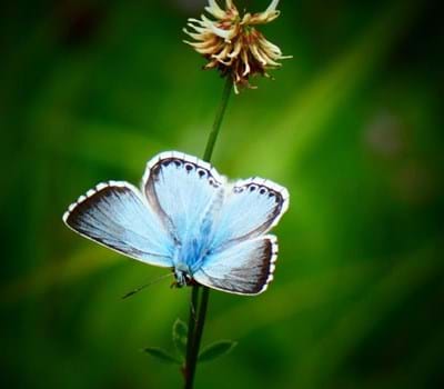 Insekten - Artenvielfalt entdecken