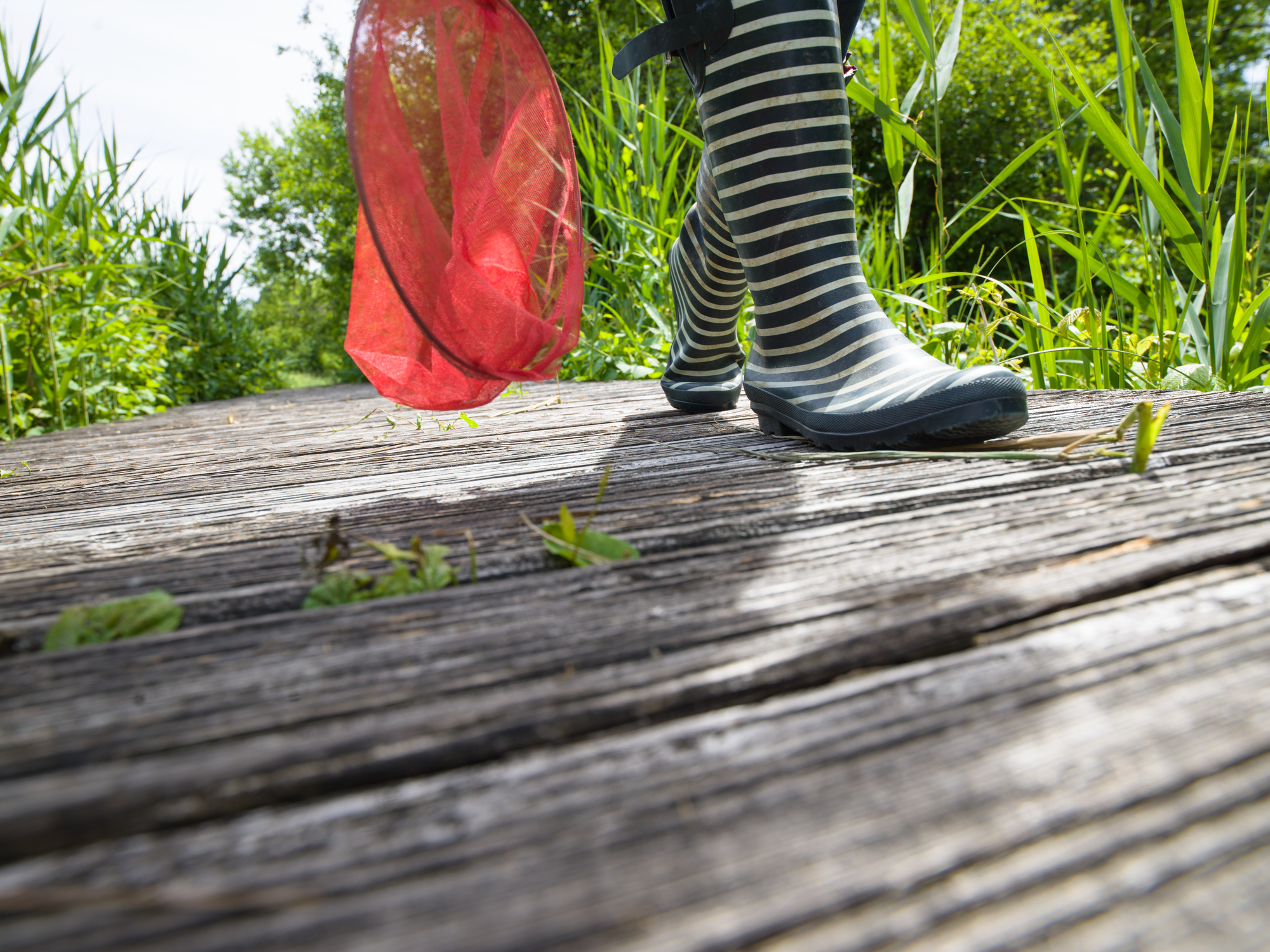 Lebensraum Wasser - Vielfältige Lebensgemeinschaft