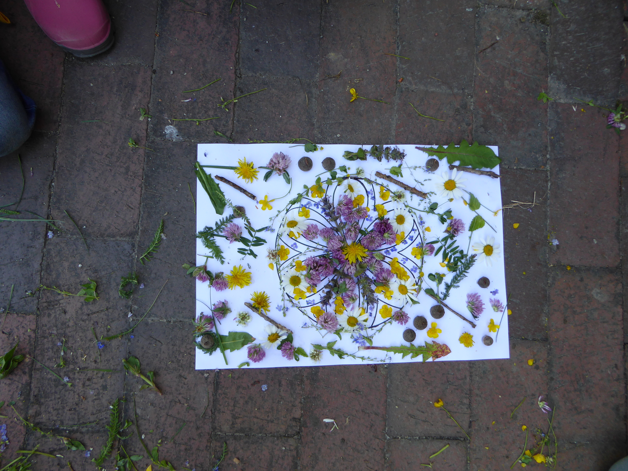 Lebensraum Wiese - Wildes Leben auf der Wiese