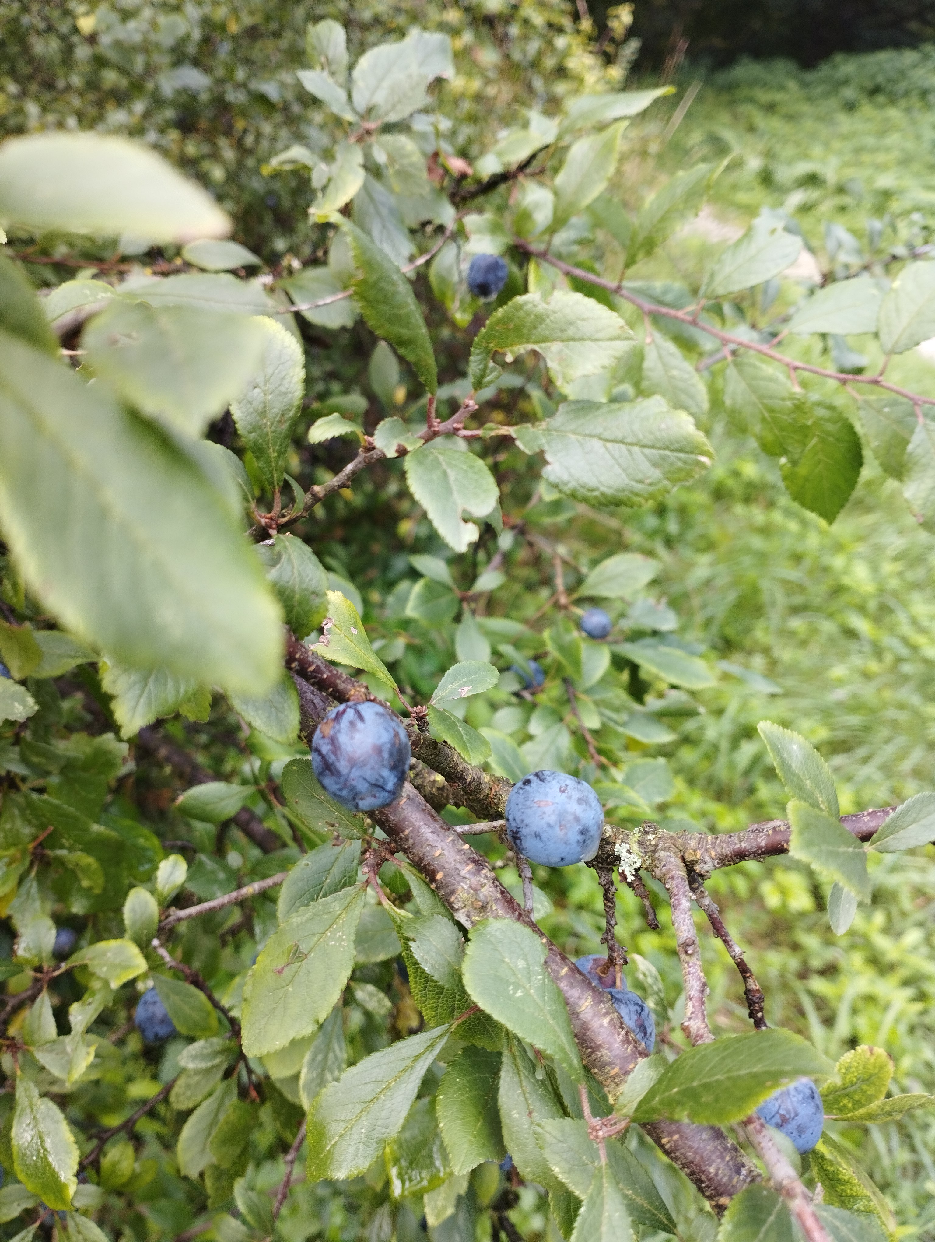 Lebensraum Hecke - Stachelig, fruchtig, vielfältig
