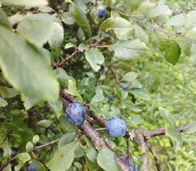 Lebensraum Hecke - Stachelig, fruchtig, vielfältig