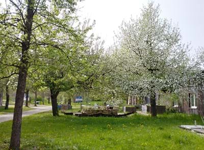 Apfelbaum1_EbnerC.jpg