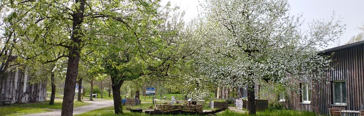 Apfelbaum1_EbnerC.jpg
